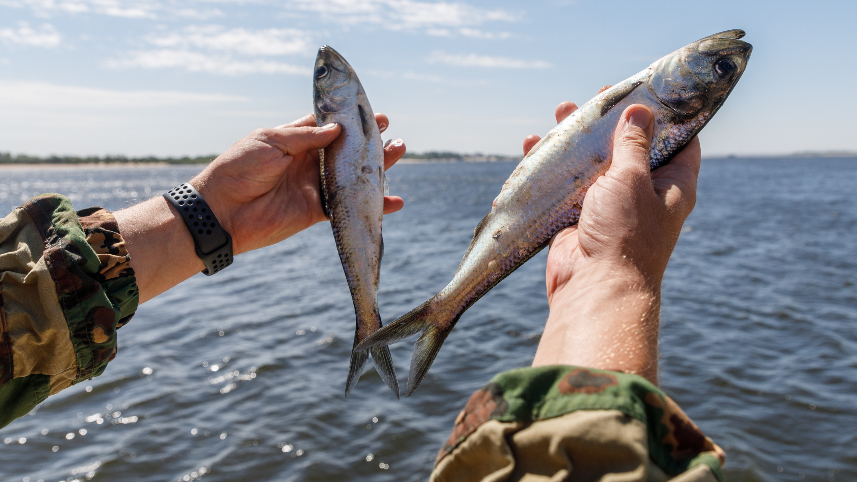 Жителей Тольятти предупредили об опасности речной рыбы