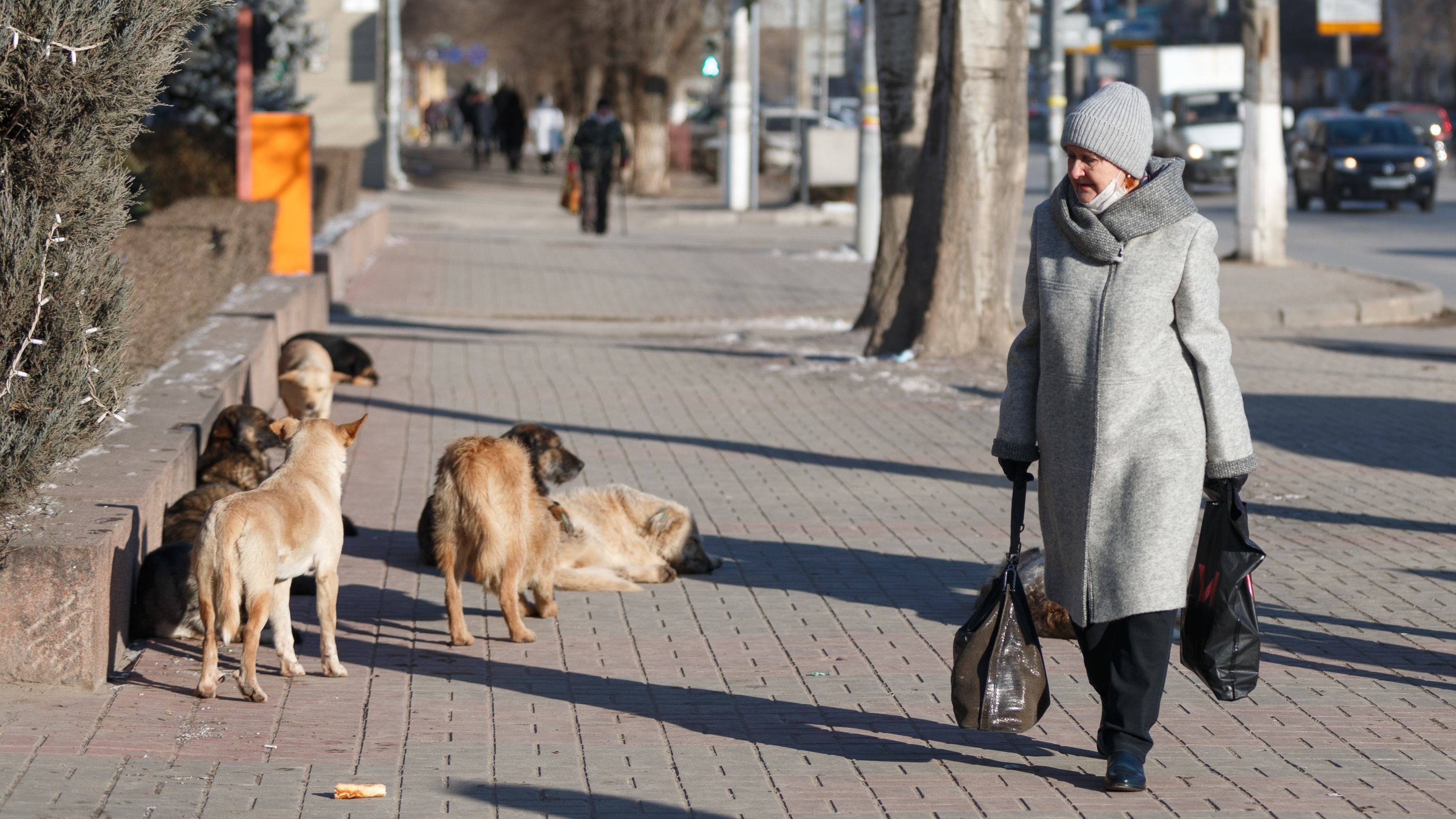 Вакцинирована только половина: в Волгограде и области пересчитали бездомных собак
