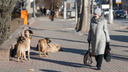 Вакцинирована только половина: в Волгограде и области пересчитали бездомных собак