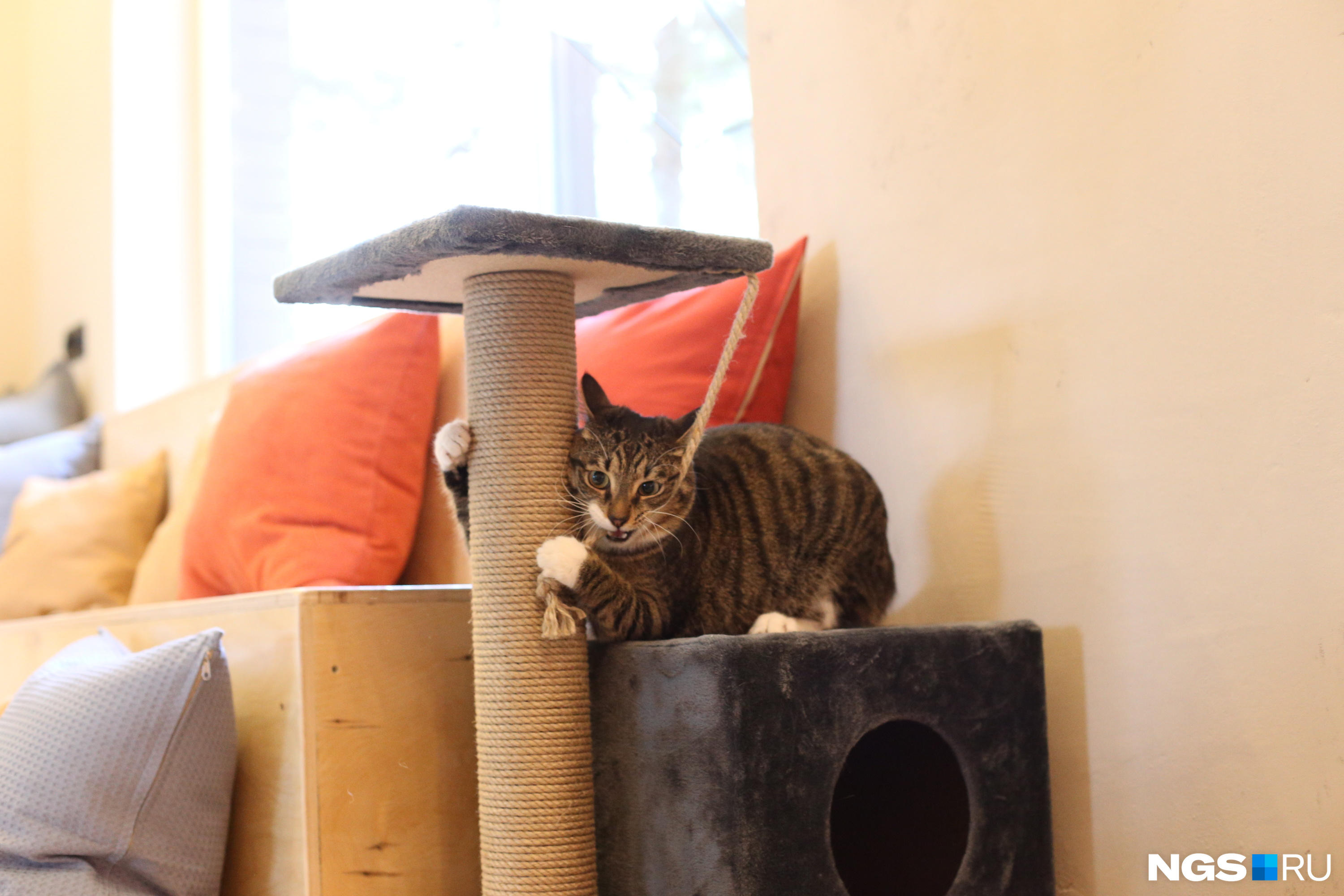 Это Матисс — один из котов-долгожителей из другого филиала. Он очень игривый