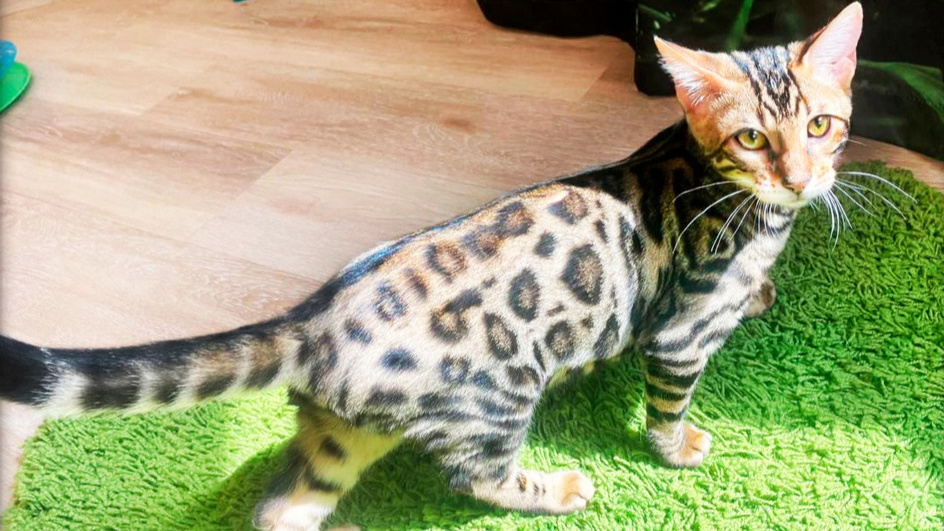 «Для любителей грации снежного барса»: в Новосибирске продают шикарную бенгальскую кошку оттенка «холодное золото»