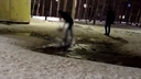 «Они доверяют людям»: житель Ярославской области зверски расправился с уткой посреди города. Видео