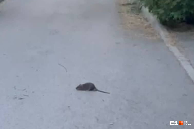 В центре Екатеринбурга жалуются на нашествие крыс рядом со школами