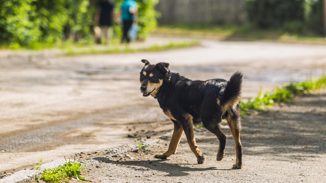 «Приюты строить, пока бюджет не кончится?»: челябинский общественник — об отстреле бездомных собак
