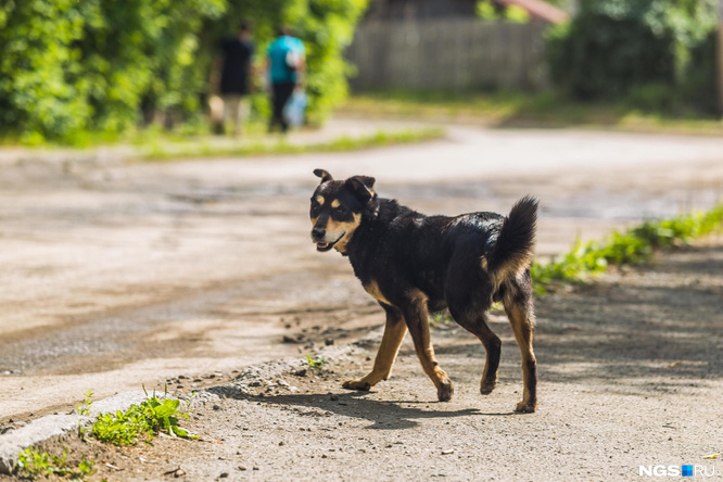 Новый закон об отстреле бездомных собак — мнение общественника - 6 мая 2023  - 74.ру