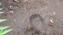 Грибник наткнулся на следы медведя в лесу под Новосибирском — где бродит опасный хищник