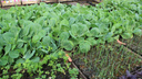 Как правильно сеять капусту на рассаду — видеоинструкция от новосибирского агронома