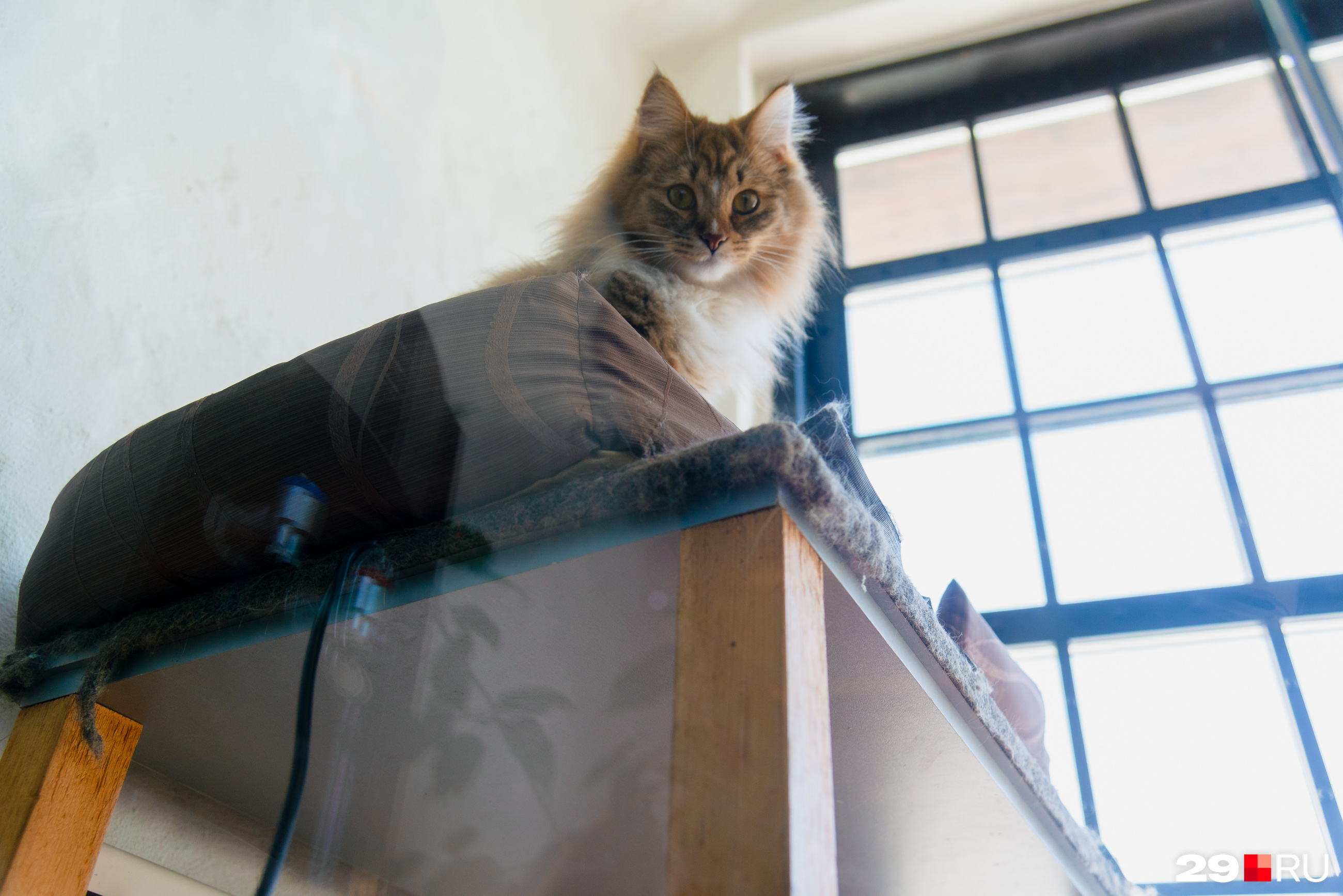 Впервые коты в краеведческом музее появились в 2014 году. С тех пор появилась традиция: каждый котик, который приходит в Гостиный двор, остается здесь жить