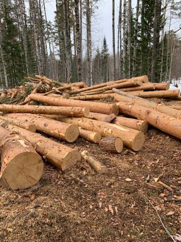 В Красноярском крае семью депутатов будут судить за незаконную продажу леса