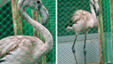 Испугался и сбился с курса: спасенного фламинго поселили в общий павильон в зоопарке Новосибирска