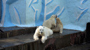 Белые медвежата устроили шуточную драку и легли спать рядом с мамой — видео из Новосибирского зоопарка