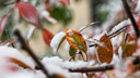 Климатолог рассказал, когда в Ростове выпадет первый снег