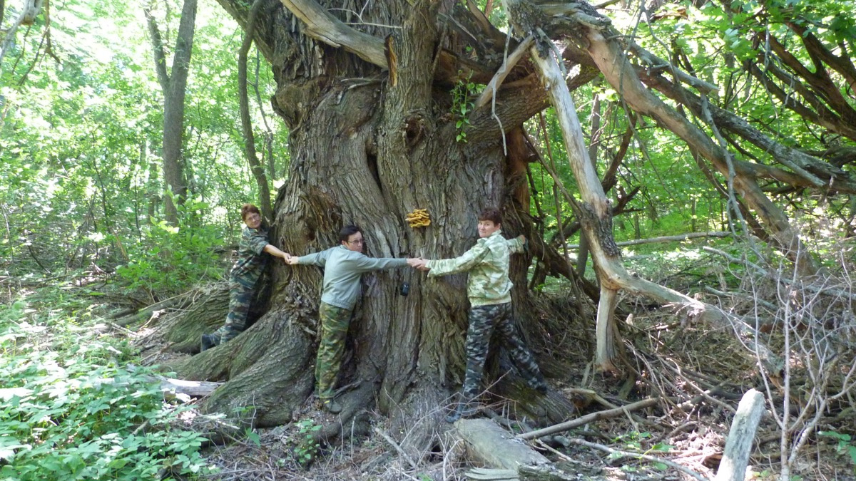 Двухсотлетняя ива из Самарской области борется за звание «Дерево года»