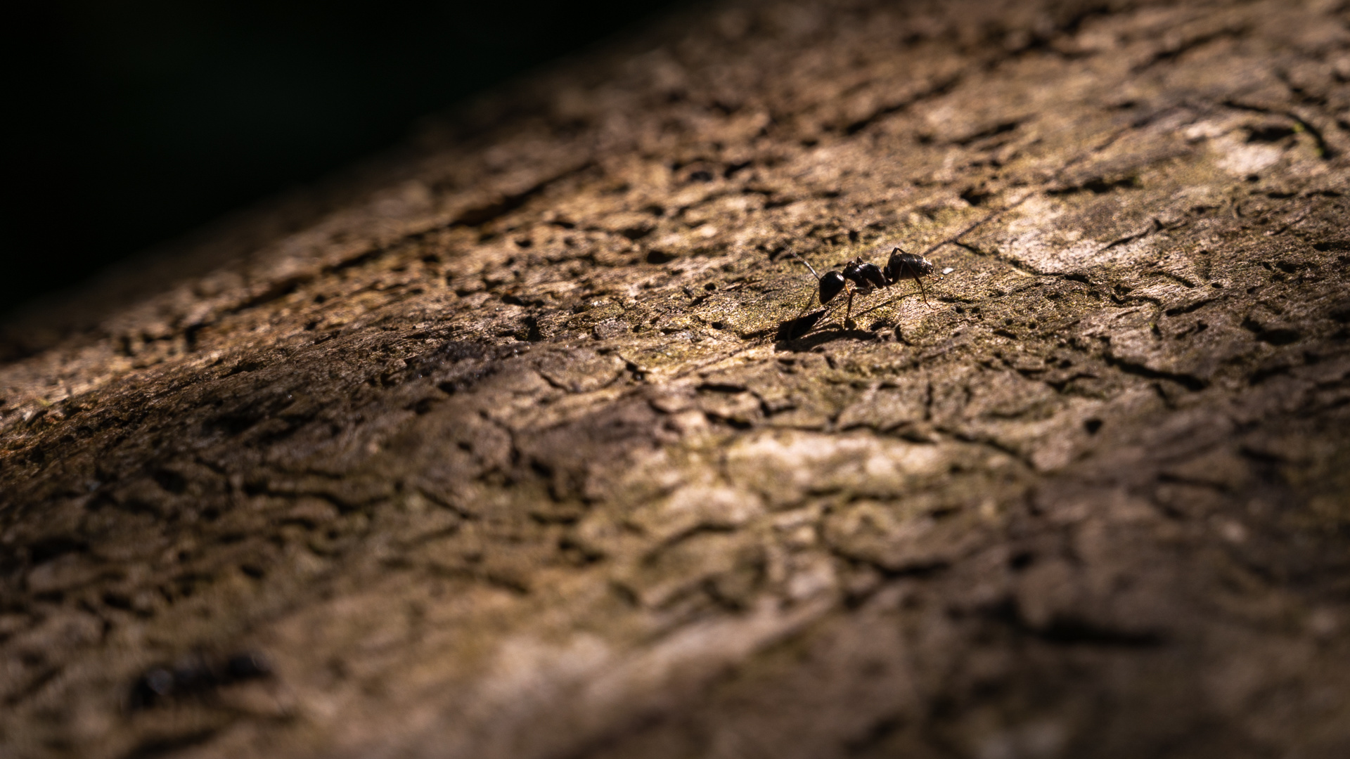 Избавляемся от муравьев, тли и проволочника: как победить вредителей с помощью копеечных средств
