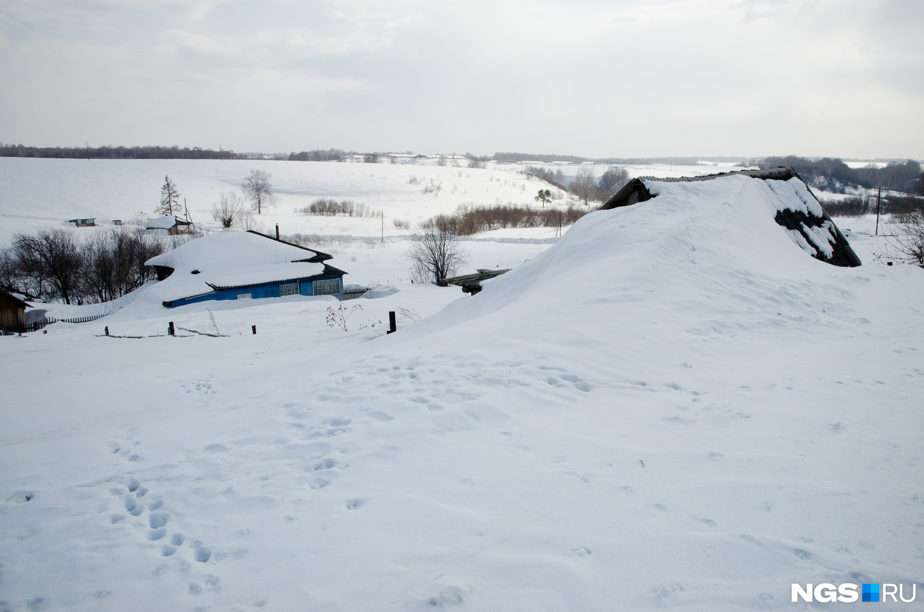 В Новосибирской области обнаружили очаг бешенства — там установили карантин