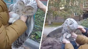«Упала и не смогла взлететь»: длиннохвостую неясыть нашли в Новосибирске — видео, как птицу гладят дети