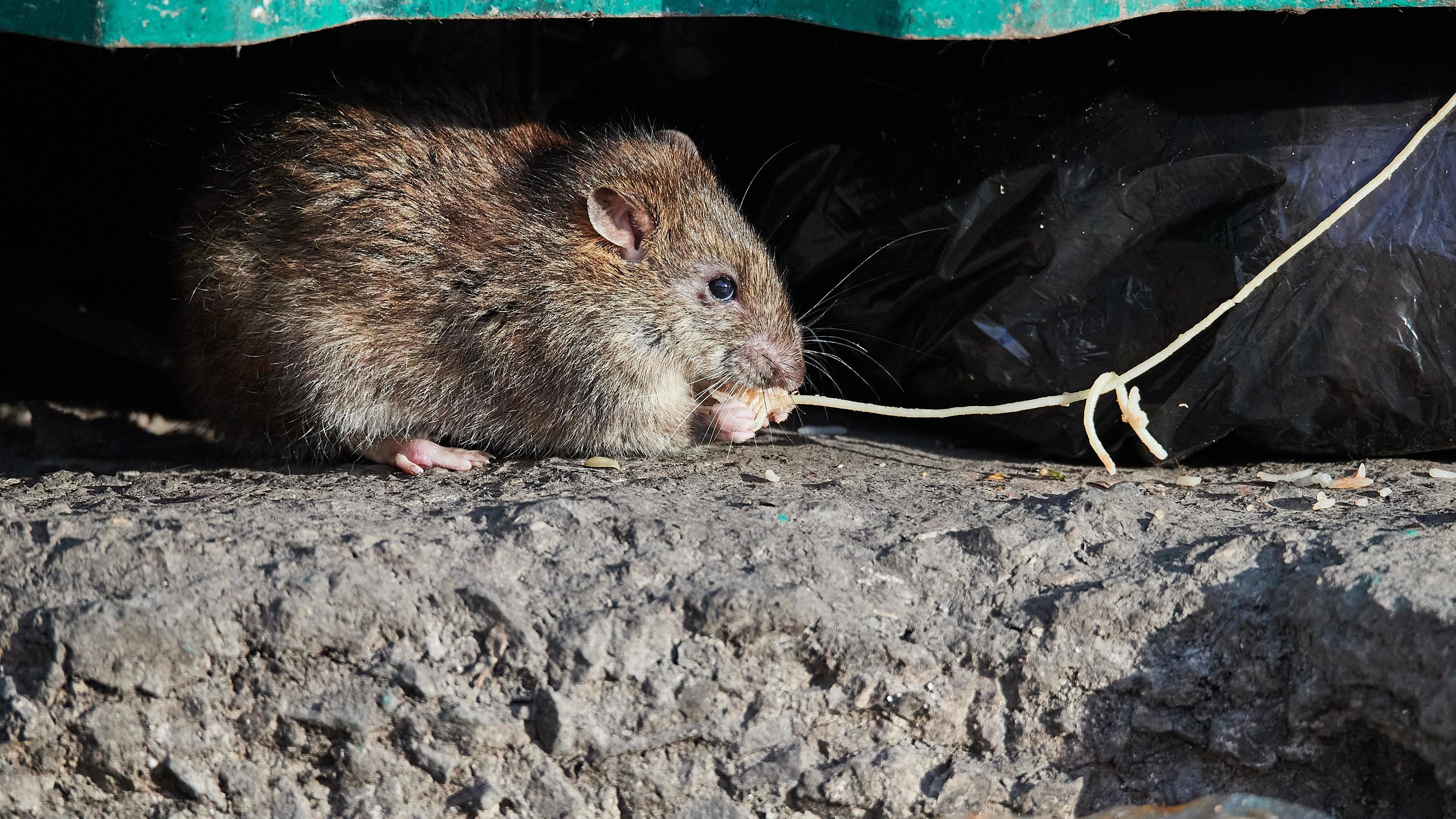 Греются в подъезде и катаются в машине: жильцы дома на Дуси Ковальчук три года воюют с крысами — грызуны побеждают