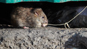 Греются в подъезде и катаются в машине: жильцы дома на Дуси Ковальчук три года воюют с крысами — грызуны побеждают