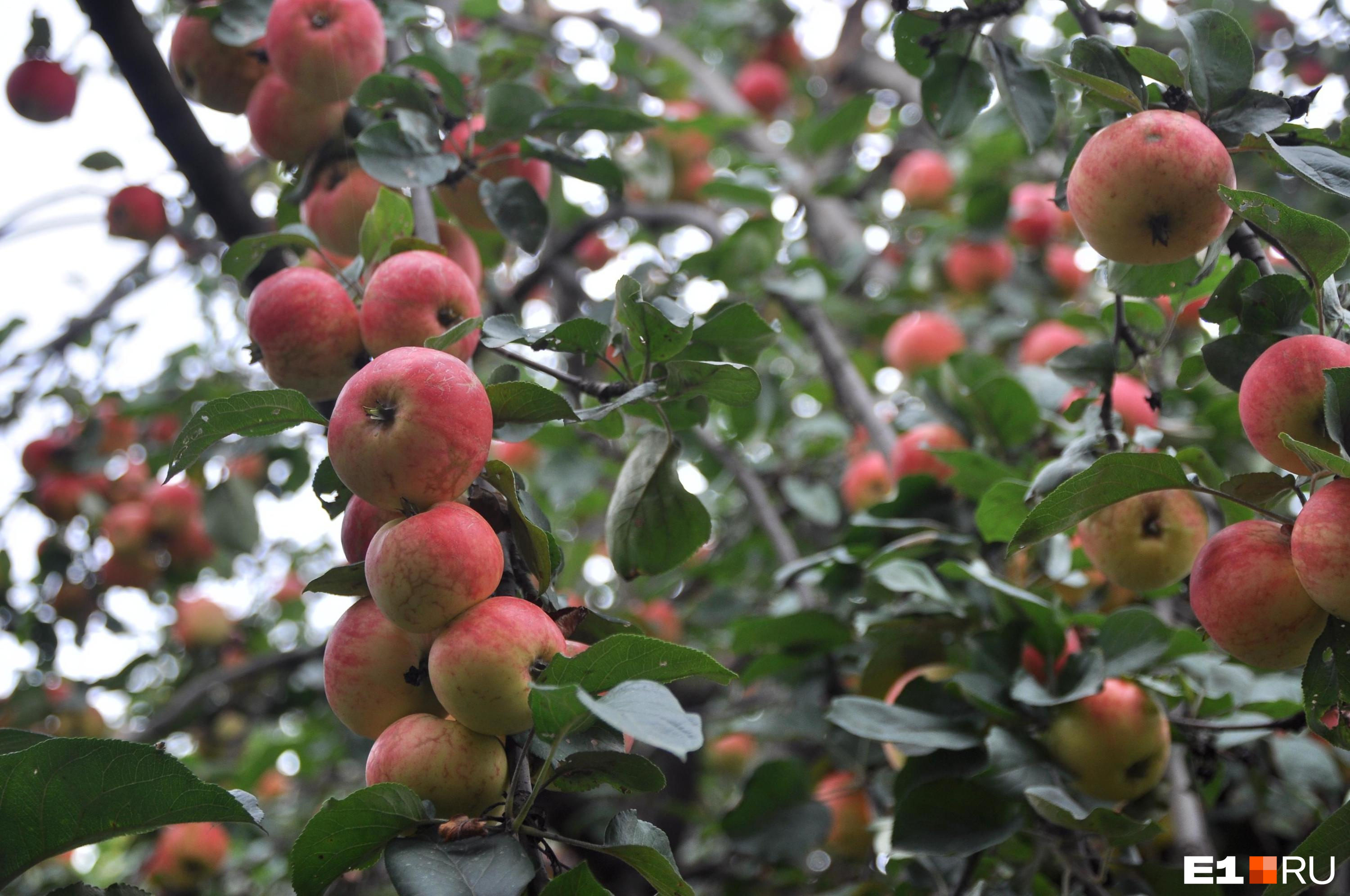 Как на Урале вырастить вкусные яблоки и груши? Публикуем лучшие сорта для нашего климата