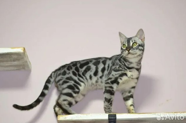 Окрас этого бенгальского котенка — угольный серебристый