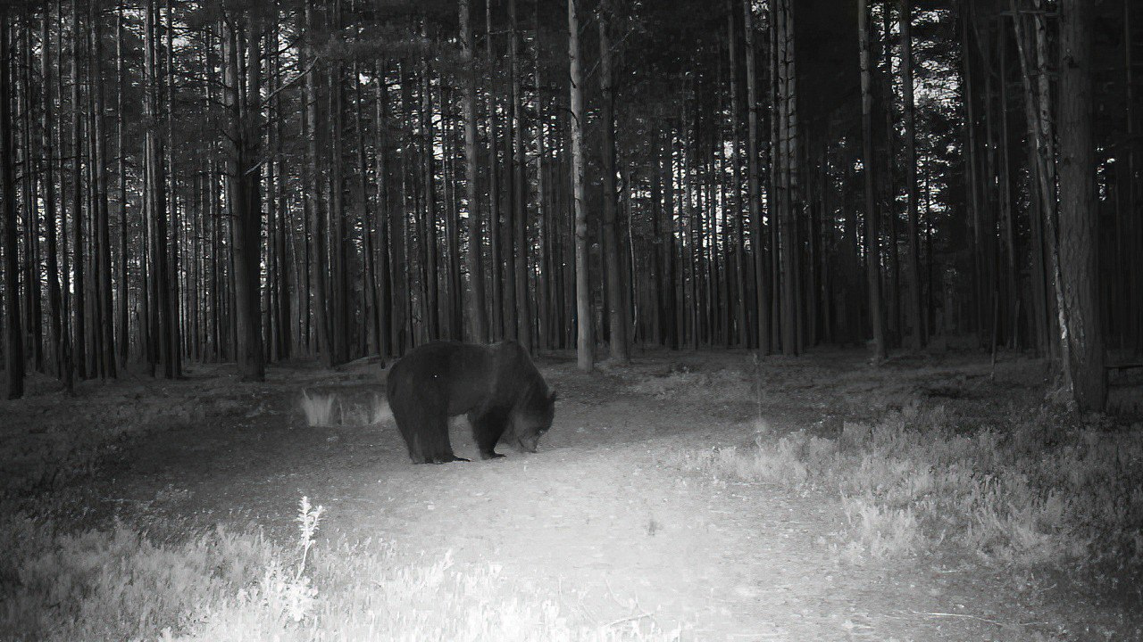 Медведь испугался лося, а потом вспомнил, кто он. Впечатляющее видео из леса под Петербургом