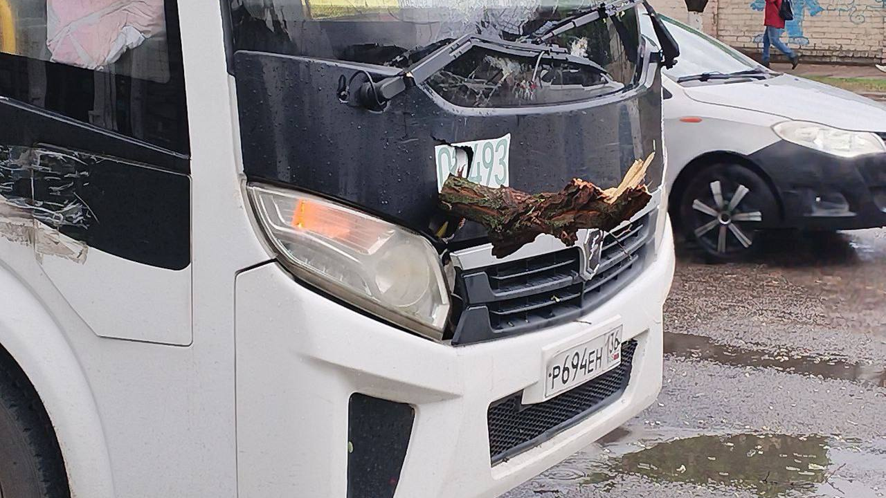 Во время ливня в Воронеже дерево упало на автобус с пассажирами