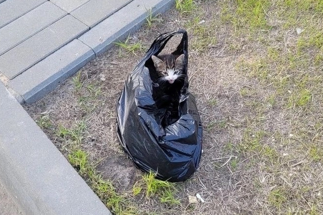 В ЖК «Новая Кузнечиха» мужчина безжалостно выбросил пакет с котятами на улице — видео