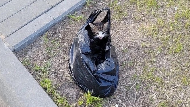В ЖК «Новая Кузнечиха» мужчина безжалостно выбросил пакет с котятами на улице — видео