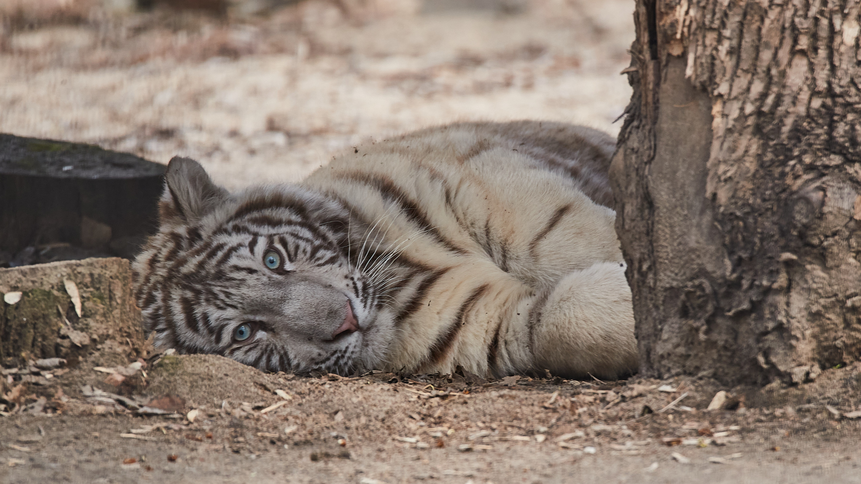 Строит глазки посетителям: как осваивается новый белый тигренок в Новосибирском зоопарке — милый фоторепортаж