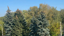 В Ростове собственнику участка на улице Зеленой запретили сносить многолетние деревья
