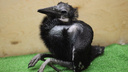 Сбрасывает кожу каждые полчаса: в Новосибирском зоопарке вылупились два редких ворона
