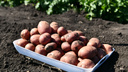 Время сажать картофель и ягоды: лунный календарь садовода на апрель <nobr class="_">2023 года</nobr>