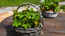 Уход за клубникой после урожая: нужно ли обрезать листья и чем подкормить кусты