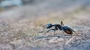 Как избавиться от муравьев в огороде: копеечные и безопасные способы без химии — побороть насекомых будет легко
