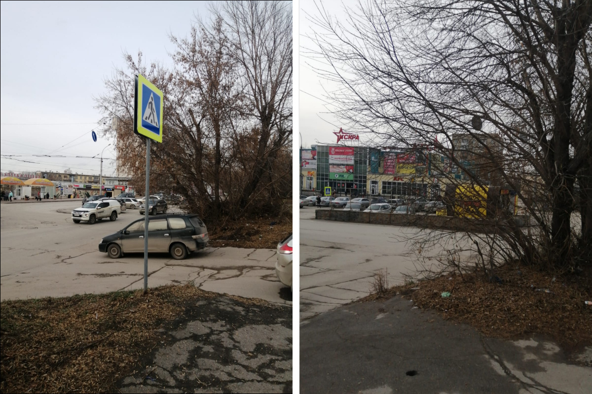 Дерево на пешеходном переходе по ул. Успенского, закрывающее обзор, при этом дорога в горку и водителям приходится разгоняться при въезде