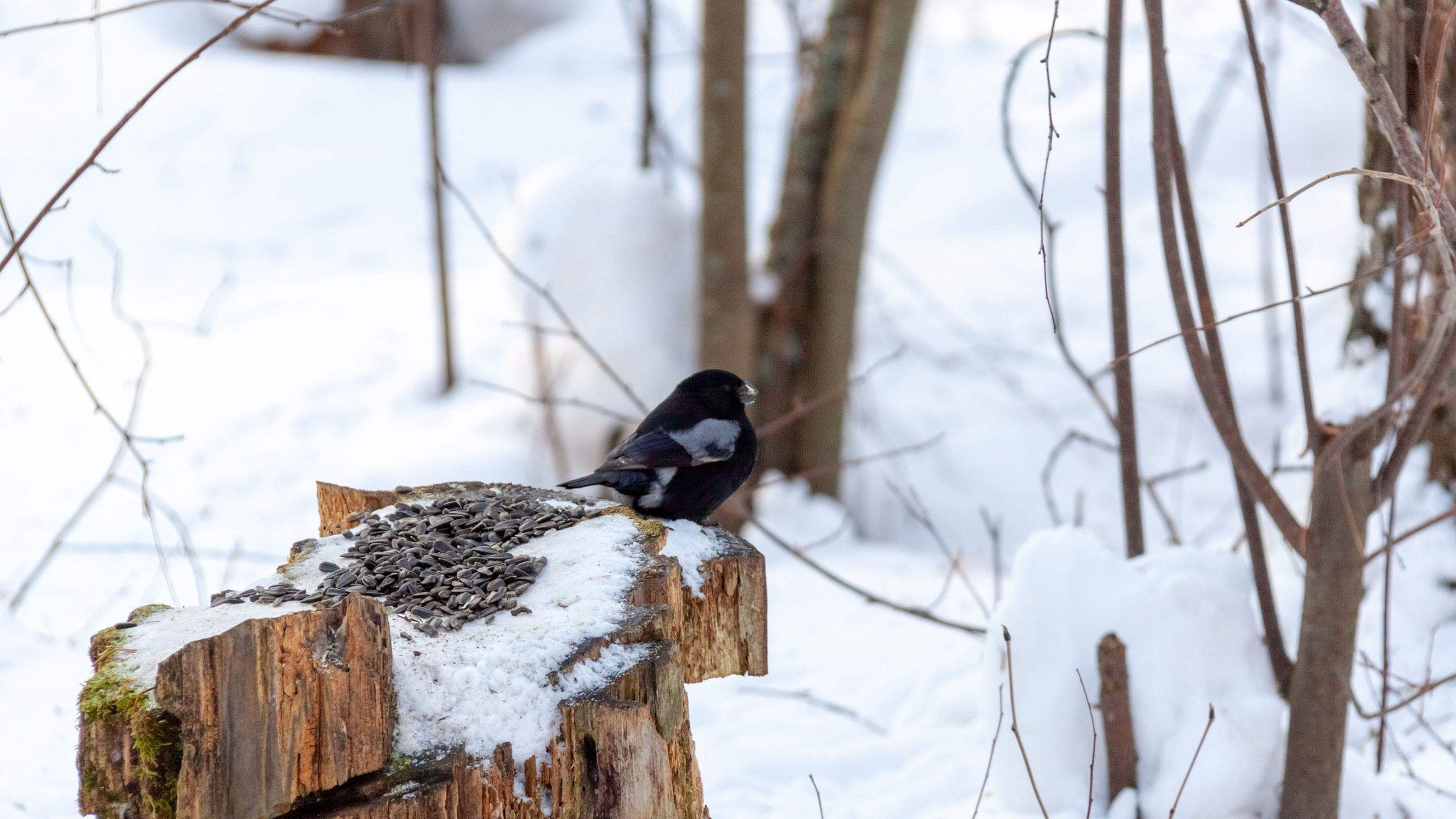 Редкого почти черного снегиря увидели в Сибири — оказалось, что птица мутировала