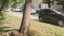 «Это диверсия?»: саратовцы обратили внимание на подпиленные деревья в центре города. Фото