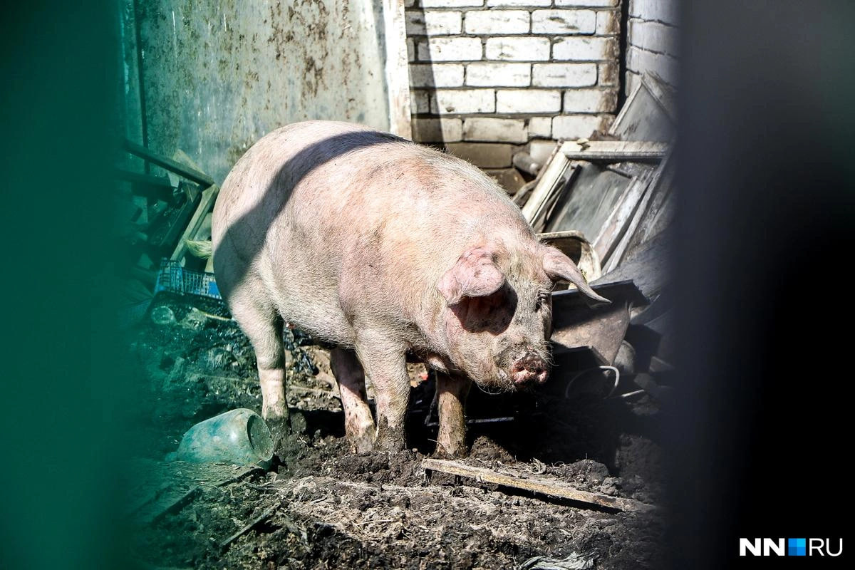 Африканскую чуму свиней выявили в Нижегородской области. Под угрозой 50 тысяч голов