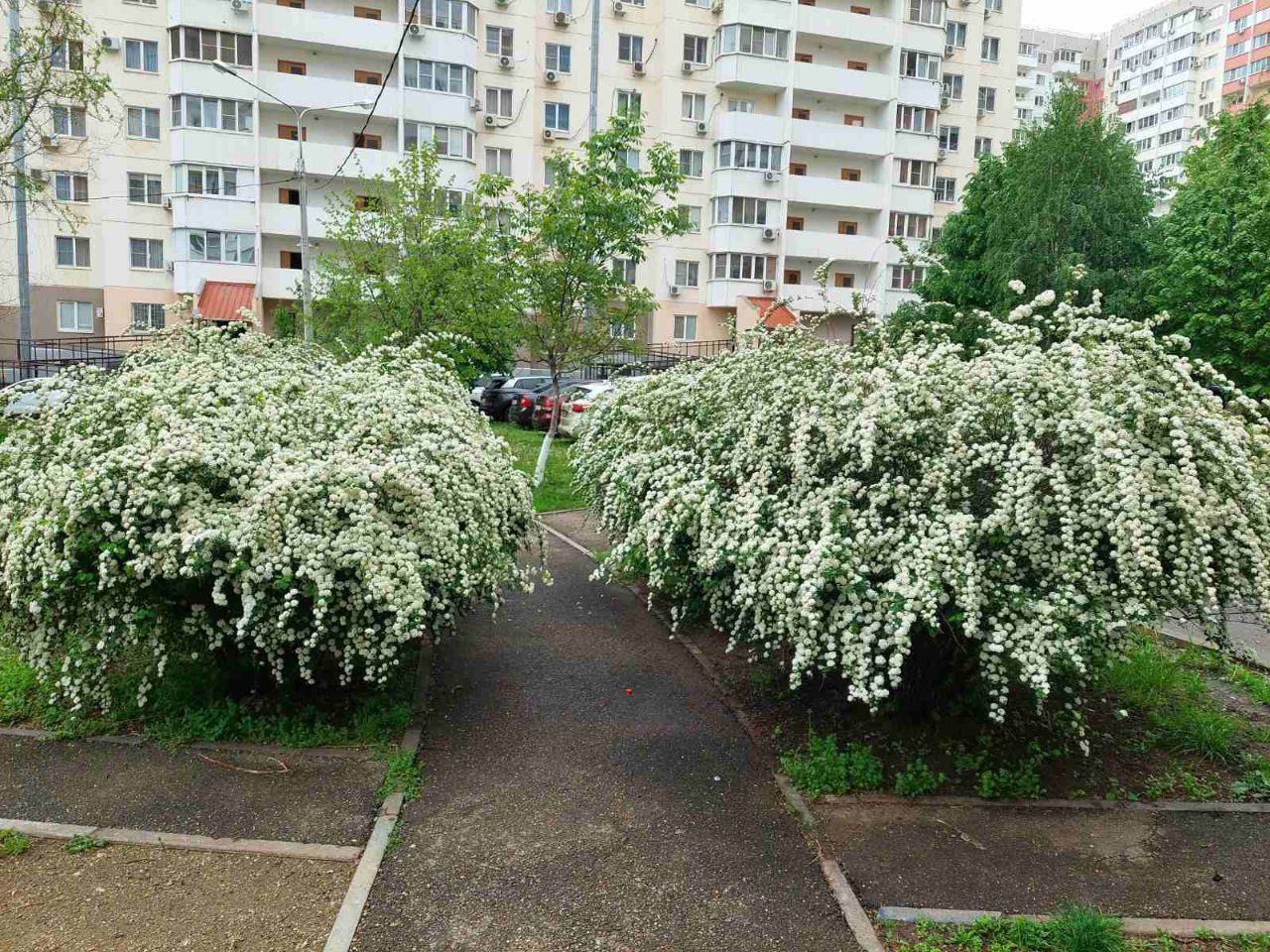 Конечно, климат позволяет такой красоте расти в обычных краснодарских дворах Конечно, климат позволяет такой красоте расти в обычных краснодарских дворах