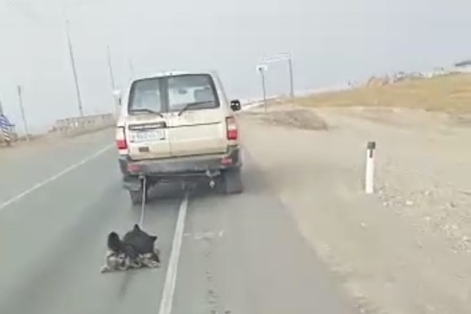 Привязавших пса к машине живодеров осудили в Забайкалье