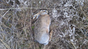 В Ростовской области осудили агронома, отравившего зайцев вместо мышей