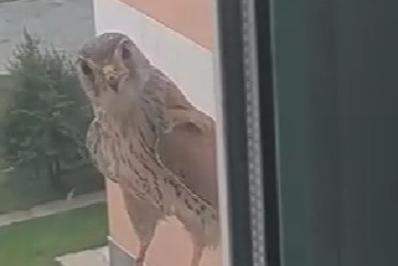 «Соль просит, по-соседски»: барнаульцев беспокоят наглые птицы, которые стучатся в окна