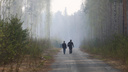 В Ростовской области создали госпредприятие, которое займется сохранением лесополос