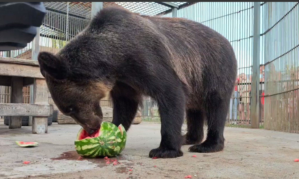 Покачала на качели и повалила лапками: посмотрите, как аппетитно барнаульская медведица ест арбуз