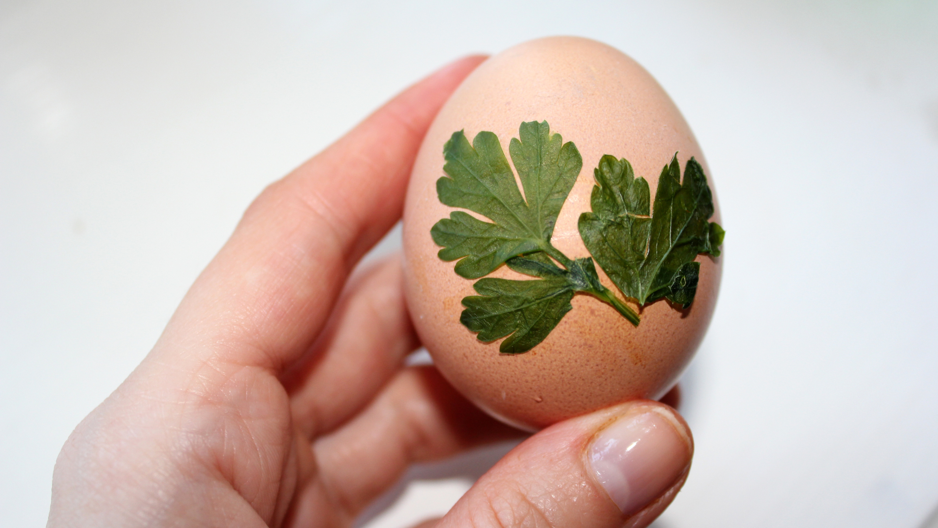Если не умеете рисовать: как покрасить яйца с помощью петрушки и укропа — смотрите результат