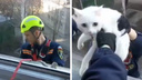 «Только не урони»: спасателям пришлось ранним утром спускаться из окна на карниз ради белоснежного кота — видео