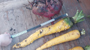 40+ сантиметров: жители Самарской области вырастили овощи-гиганты