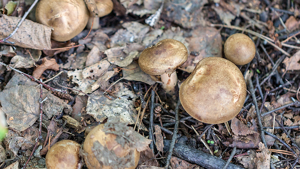 «Бомба замедленного действия»: в лесах собирают и готовят опасные свинушки — как эти грибы разрушают кровь
