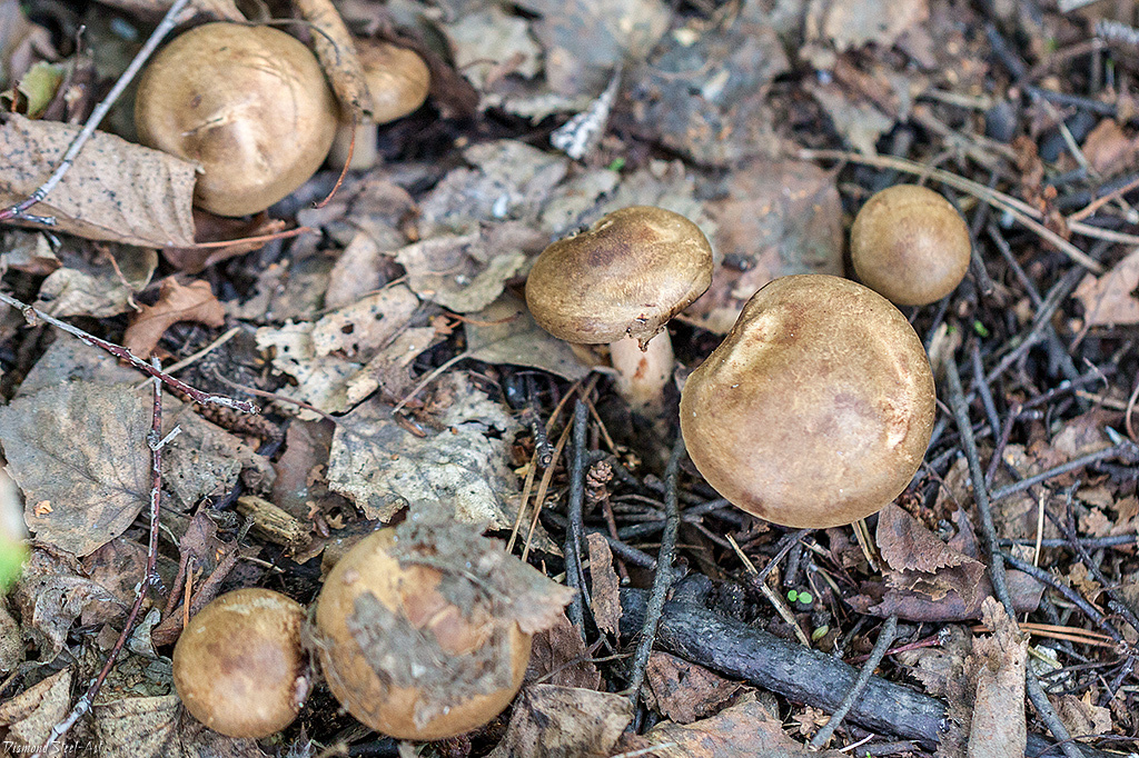 Свинушки — вкусные грибы, но мимолетное удовольствие может обернуться большой бедой