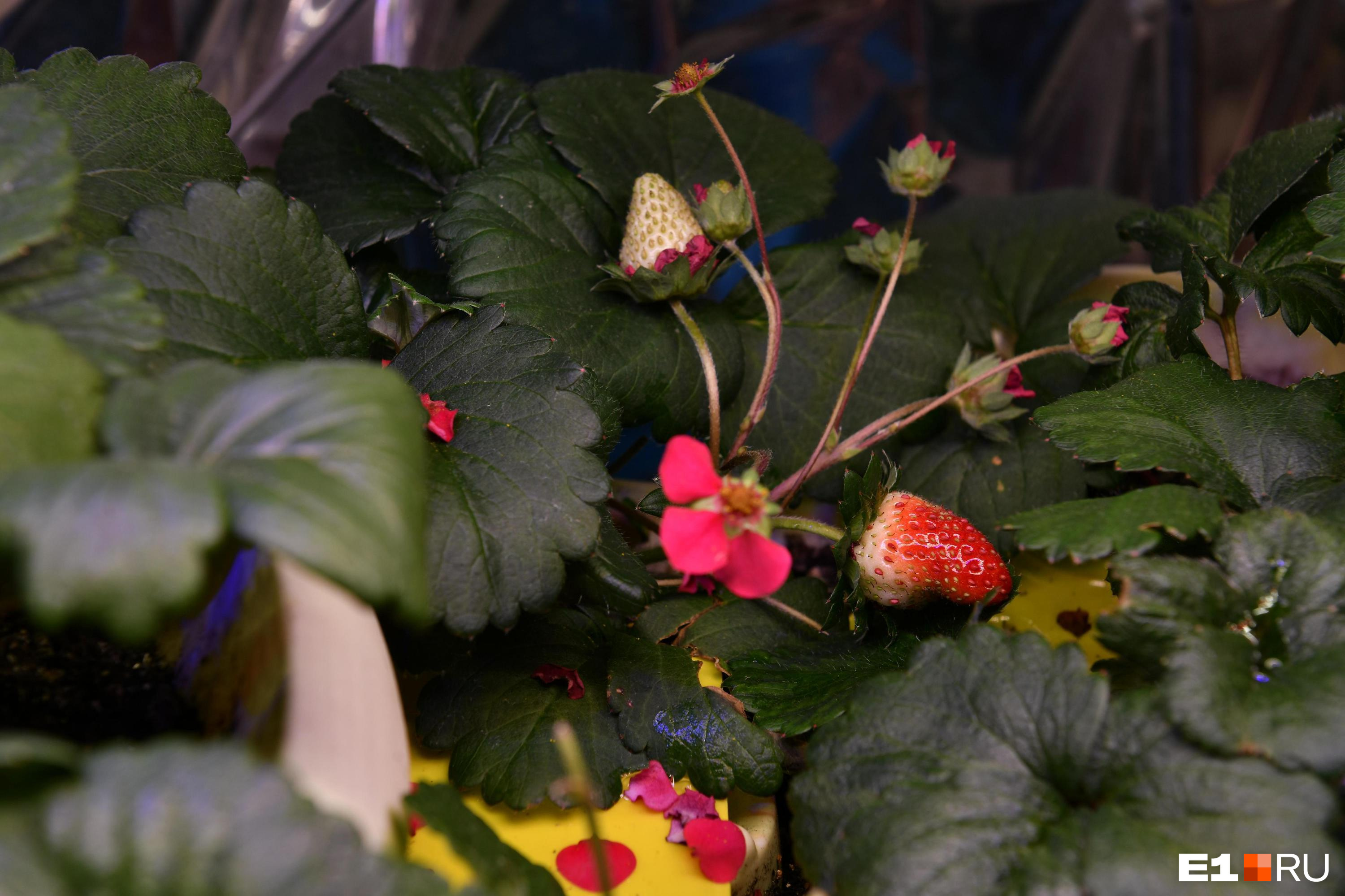 Как правильно поливать и подкармливать клубнику: рассказываем секреты выращивания крупной ягоды